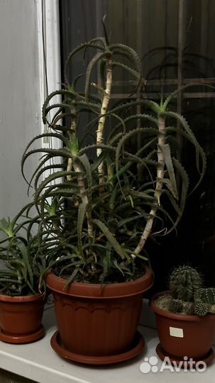 Алоэ вера растение