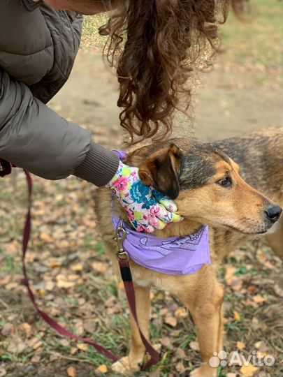 Дружелюбный пёс из приюта ищет дом