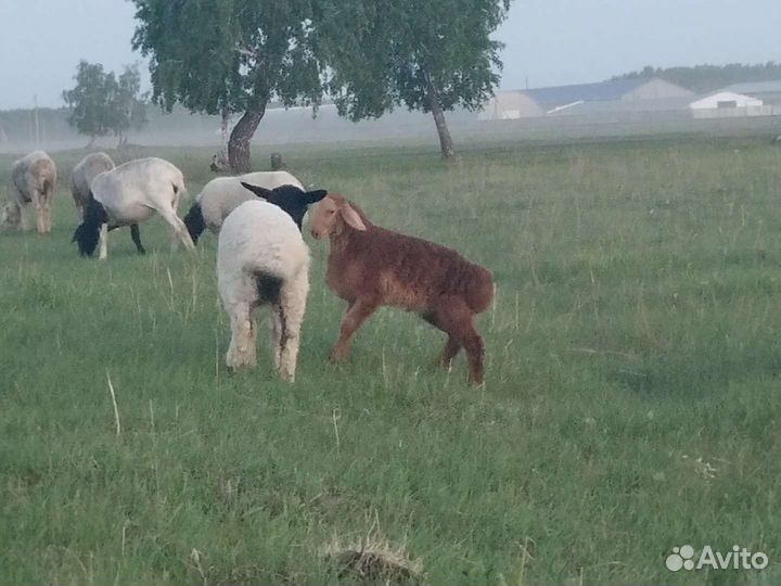 Баран гиссарский