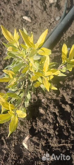 Кустарник Кариоптерис