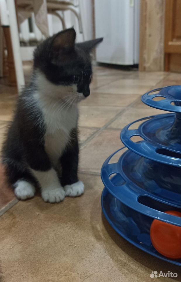 Котёнок в добрые руки, Краснодар