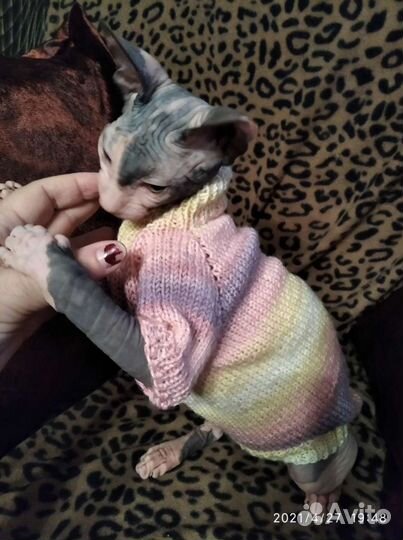 Одежда для животных