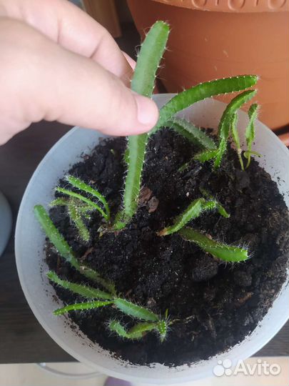 Кактус Питахайя