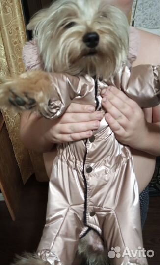 Комбинезон для собак размер L