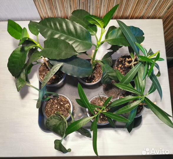 Растения (олеандр махровый)