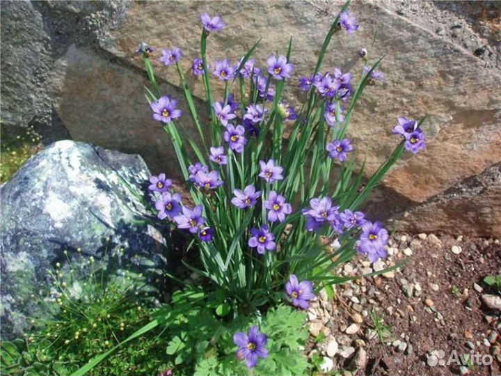 Многолетники садовые