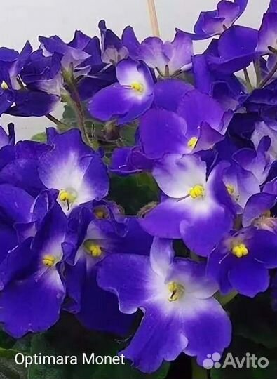 Сортовые фиалки