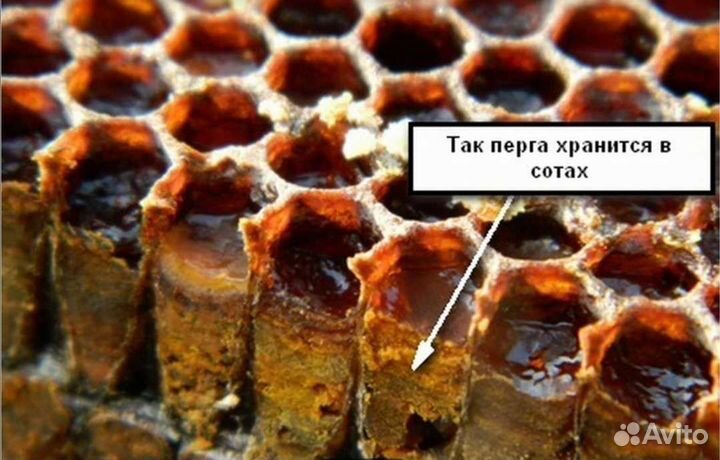 Пыльца плюща и перга