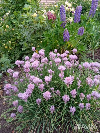 Многолетние невысокие цветы для сада