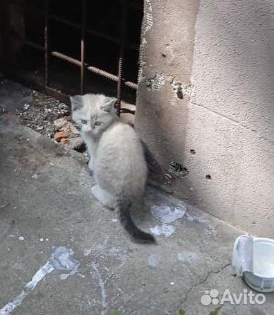 Сиамский котенок