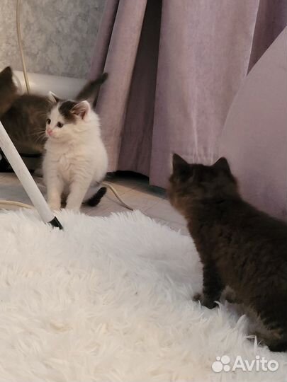 Отдам котят в добрые руки