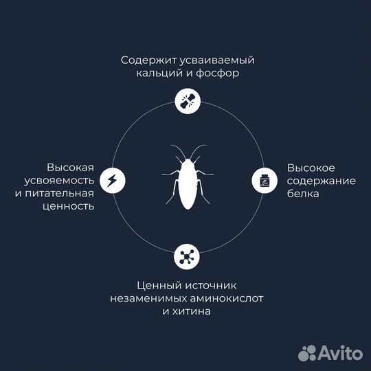 Таракан туркменский, сверчок, зофобас, мучной черв