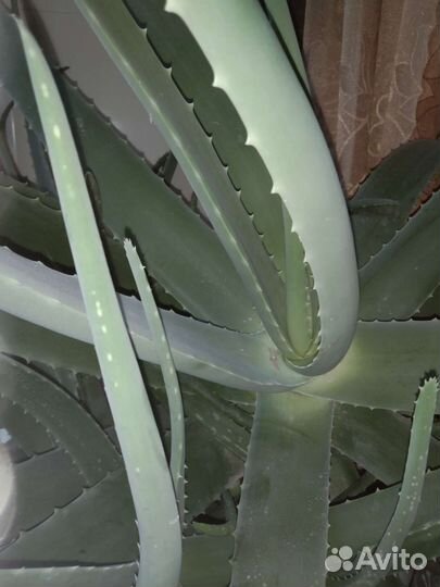 Алоэ столетник