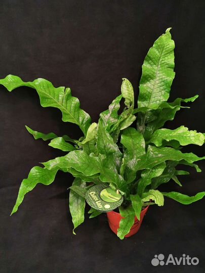 Папоротник крокодил 12/25-35