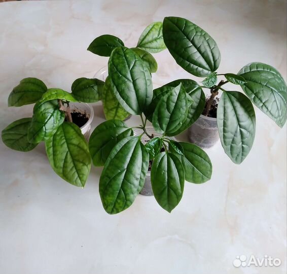 Клеродендрум Томпсона