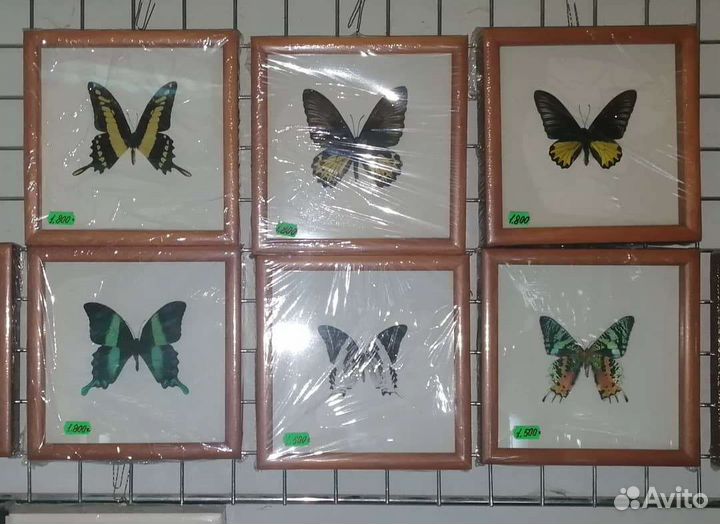 Бабочки в рамке