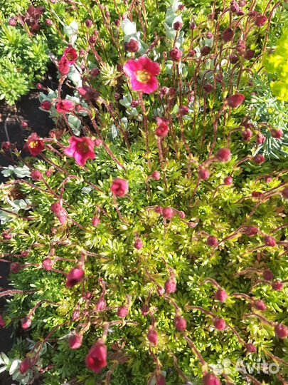 Молодило, камнеломка