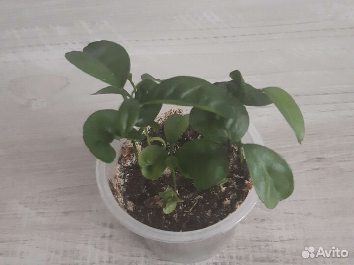 Маракуйя и микс цитрусовых