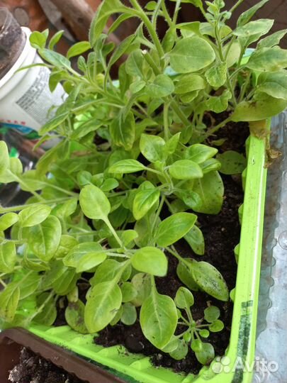 Цветы петунии рассада