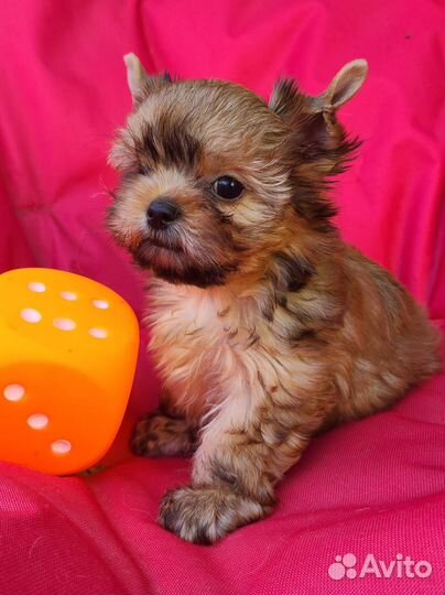 Щенок Русской Салонной собаки мальчик