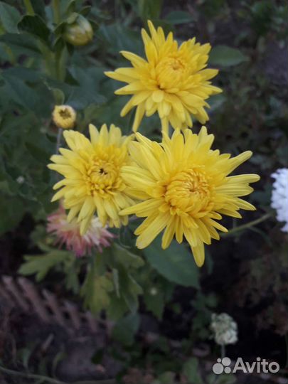 Хризантема желтая