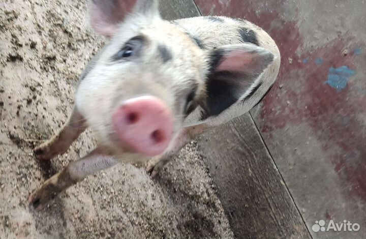 Поросята Дюрок