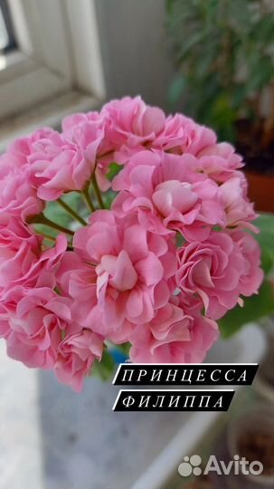 Пеларгония герань сортовая анна каренина, византия