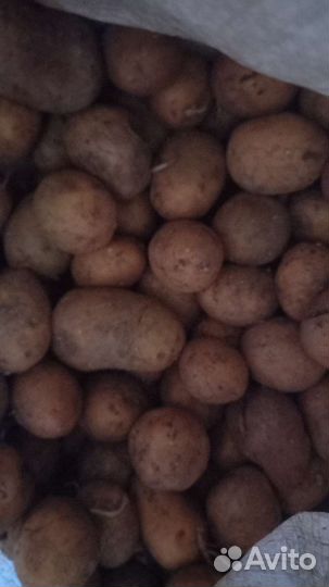 Продам картофель на корм скоту