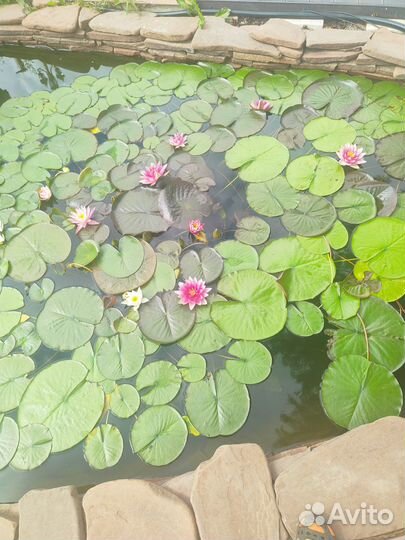 Нимфеи для пруда в больших горшках