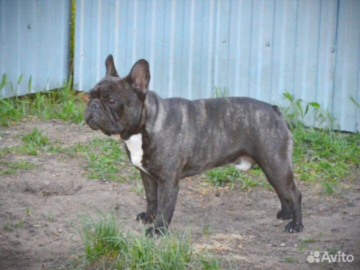 Кобель, вязка