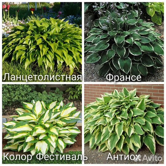 Хоста, Гейхеры