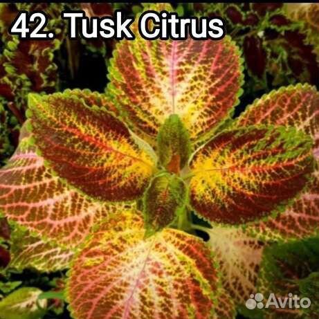 Колеусы часть девятая