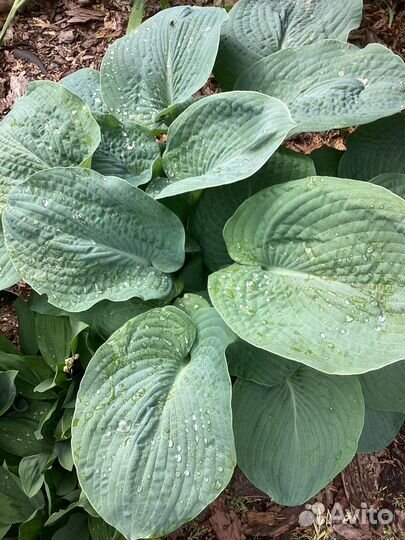 Хоста гиганские и голубая мини