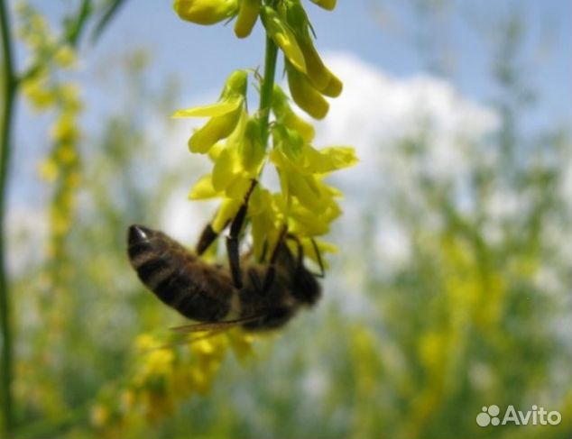 Мед 24 года натуральный опт