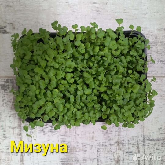 Микрозелень