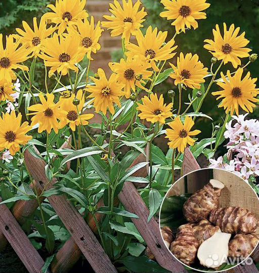 Топинамбур