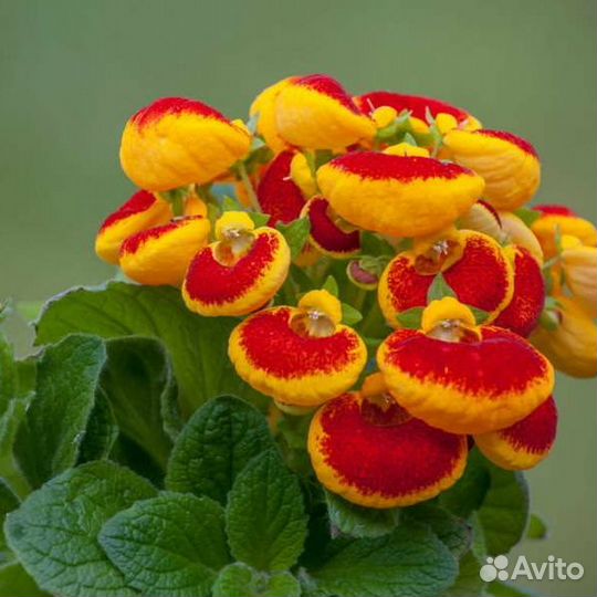 Кальцеолярия семена