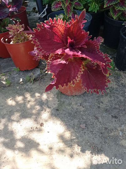 Колеусы сортовые