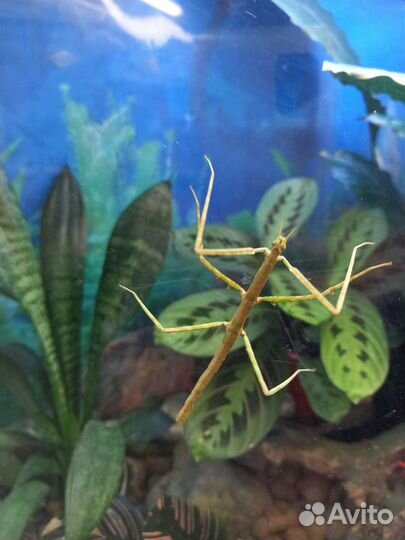 Палочник аннамский