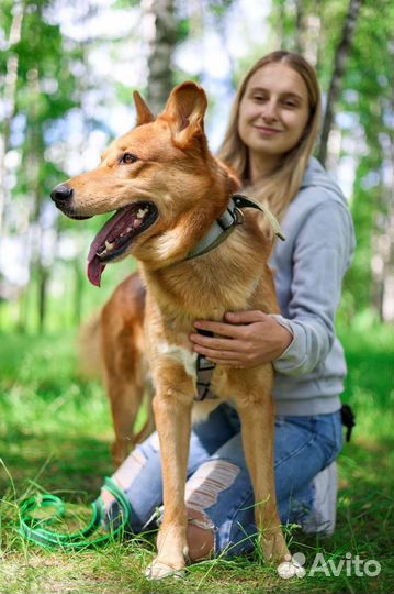 Собаки бесплатно в добрые руки щенки