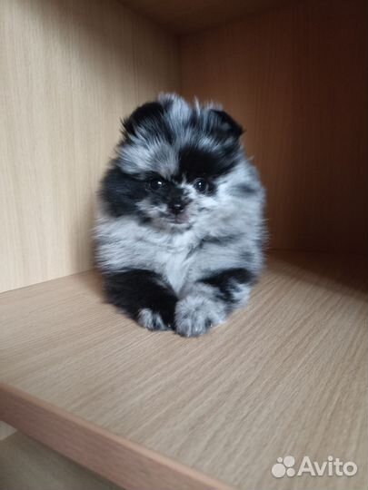 Померанский шпиц мини