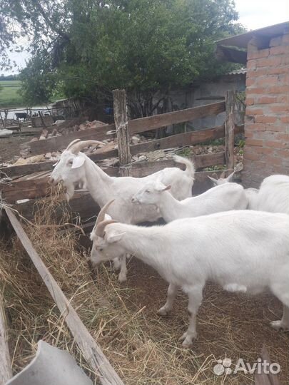 Чистокровные зааненские козы молочные