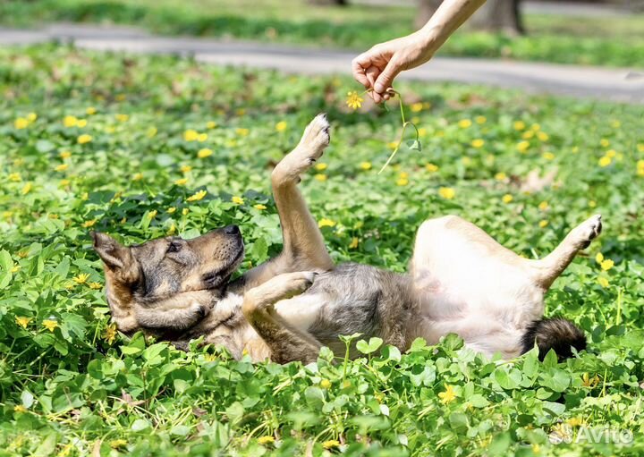 Собака в добрые руки бесплатно