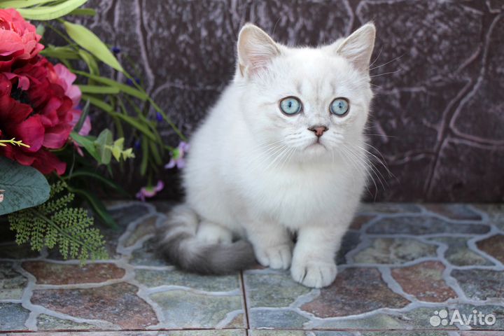 Шотландский прямоухий котенок