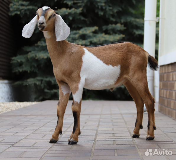 Англо-нубийские козлята