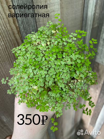 Домашние растения