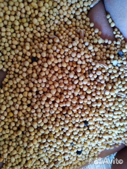 Горчица белая семена