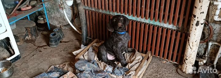 Щенки дратхара продажа