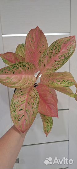 Аглаонема Бидадари