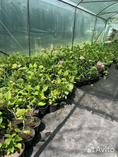 Гортензия крупнолистная